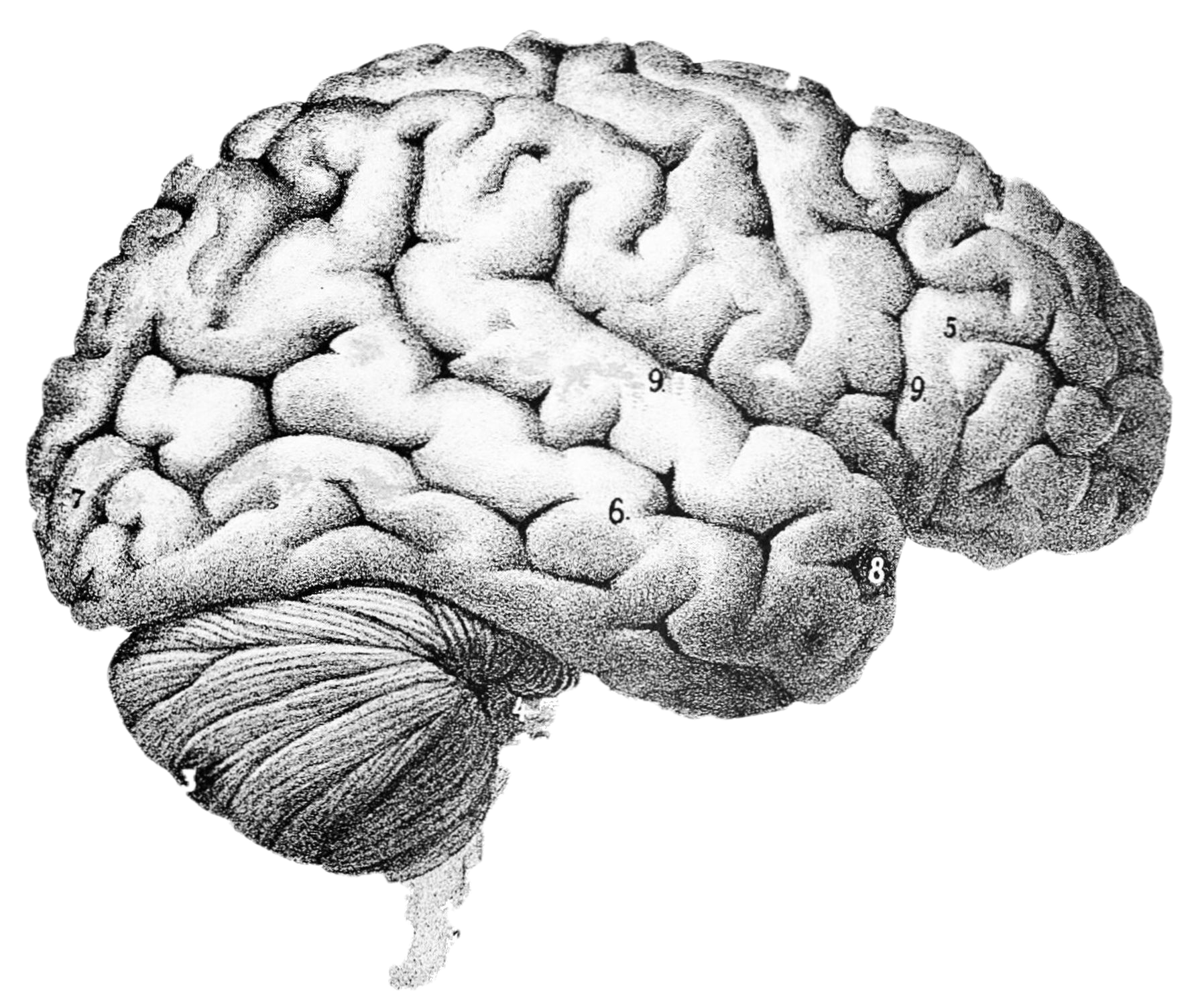 The Regional Brain